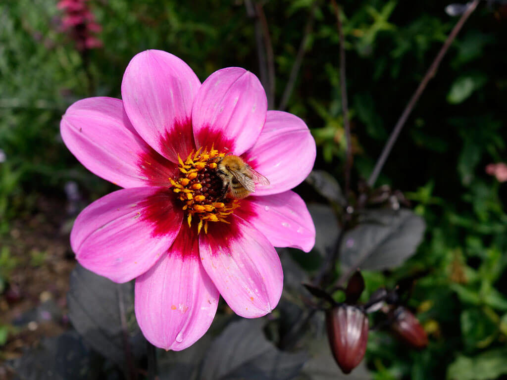 Une abeille sur une fleur au Parc Floral d'Orléans la Source