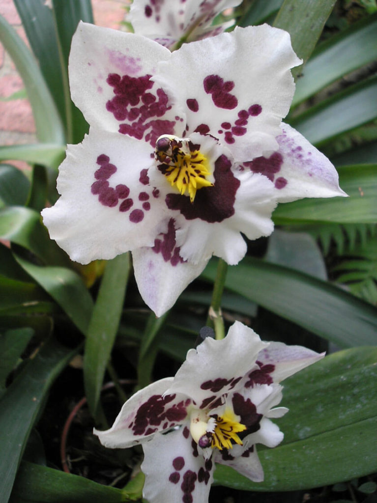Orchidée du Parc Floral d'Orléans la Source