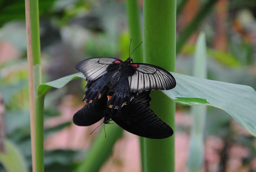 Papillon noir au Parc Floral d'Orléans la Source