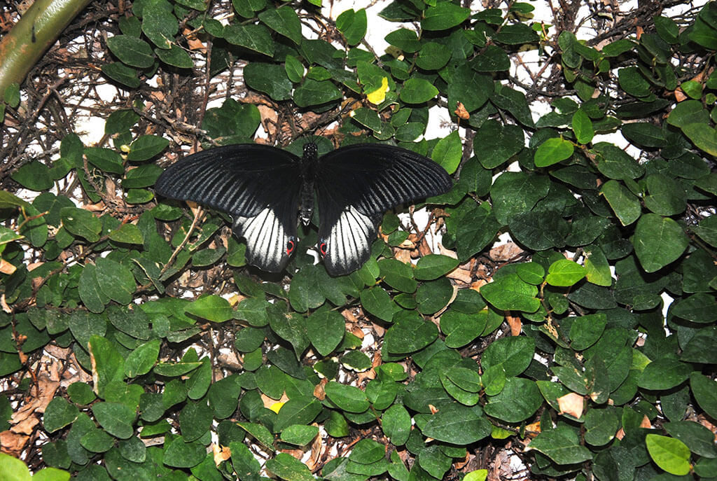 Papillon de la serre du Parc Floral