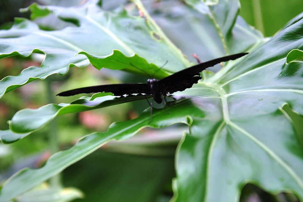 Papillon du Parc Floral