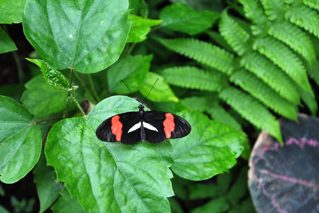 Papillon noir et orange du Parc Floral