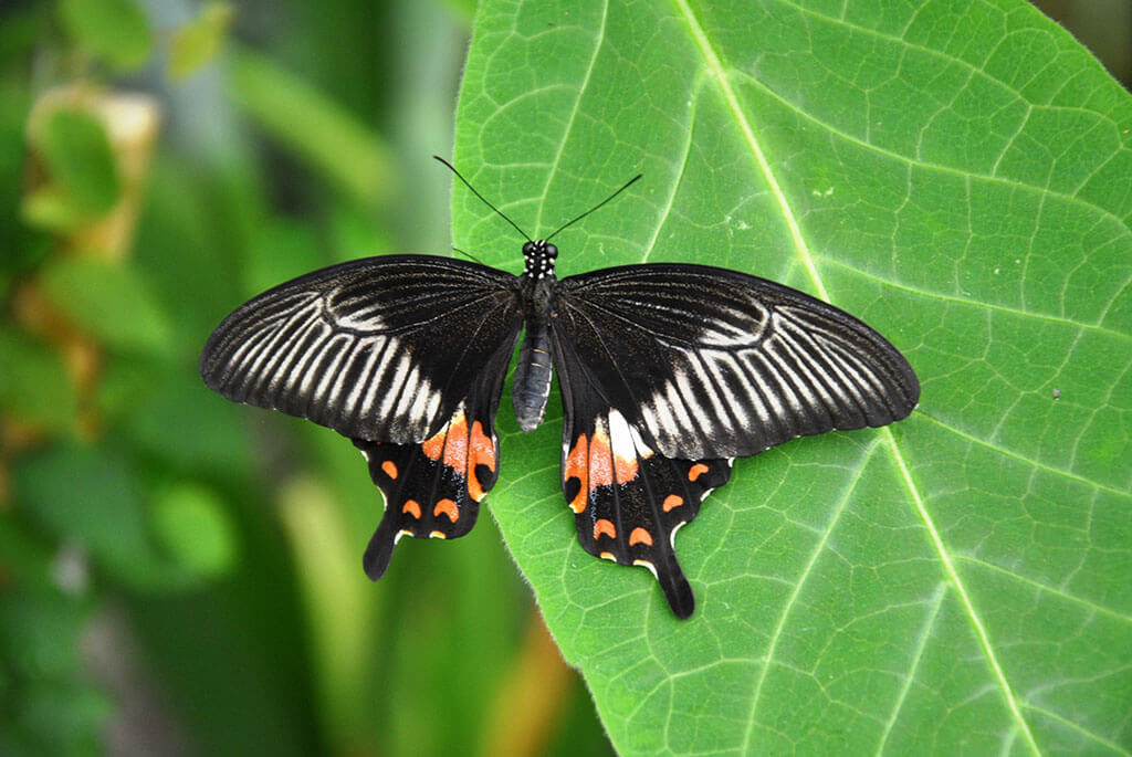 Papillon noir et orange du Parc Floral