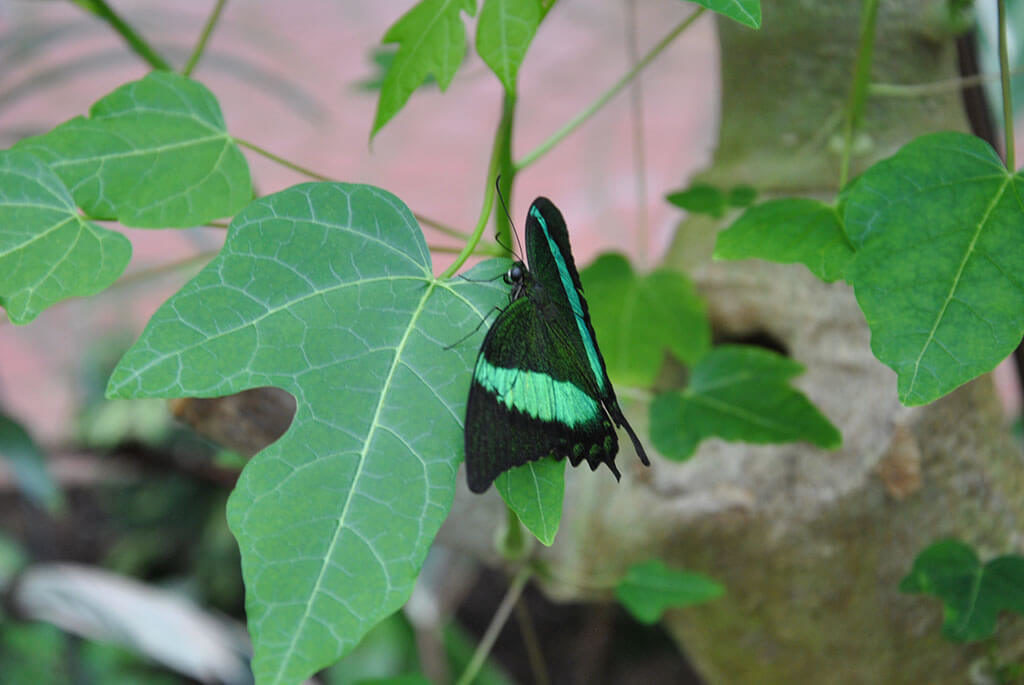 Papillon noir et vert du Parc Floral