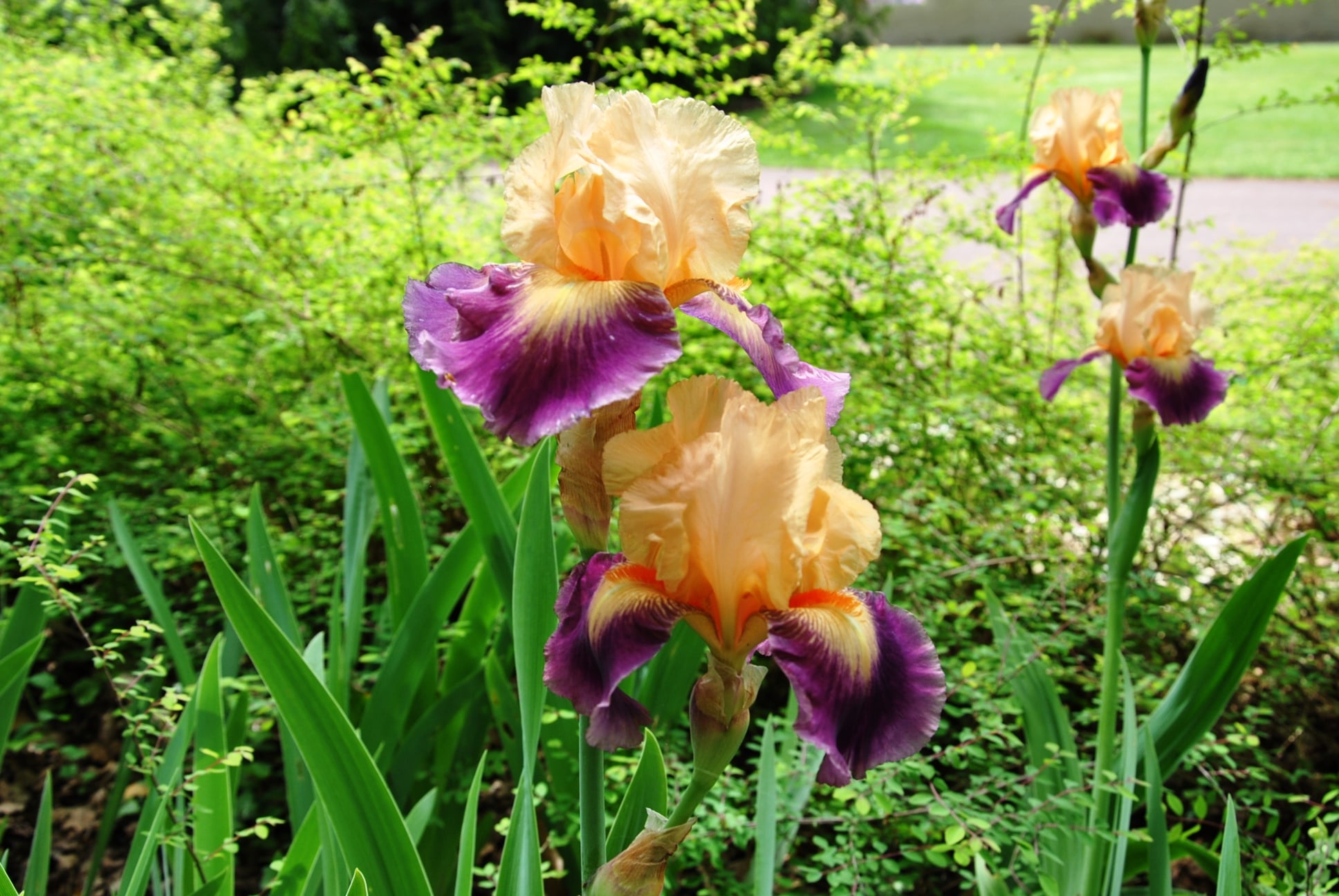 Jardin d'iris - Parc Floral de La Source