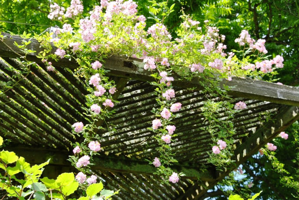 Roseraie Pergola