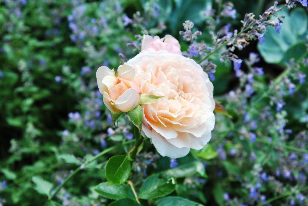 Rose Blanche