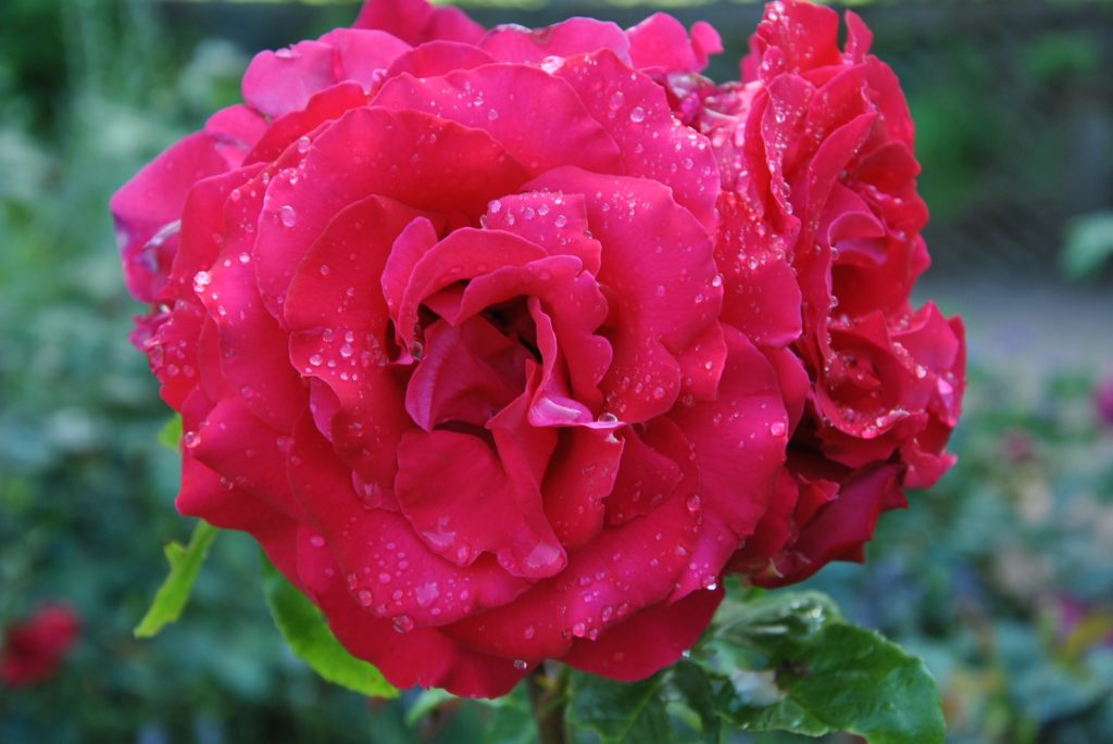 Rose Macro