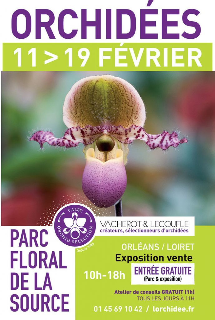 Des orchidées… comme des papillons