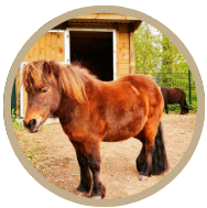 Poney Shetland
