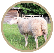 Mouton Berrichon