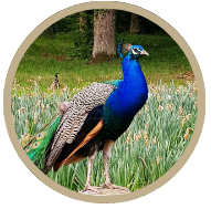 Paon bleu