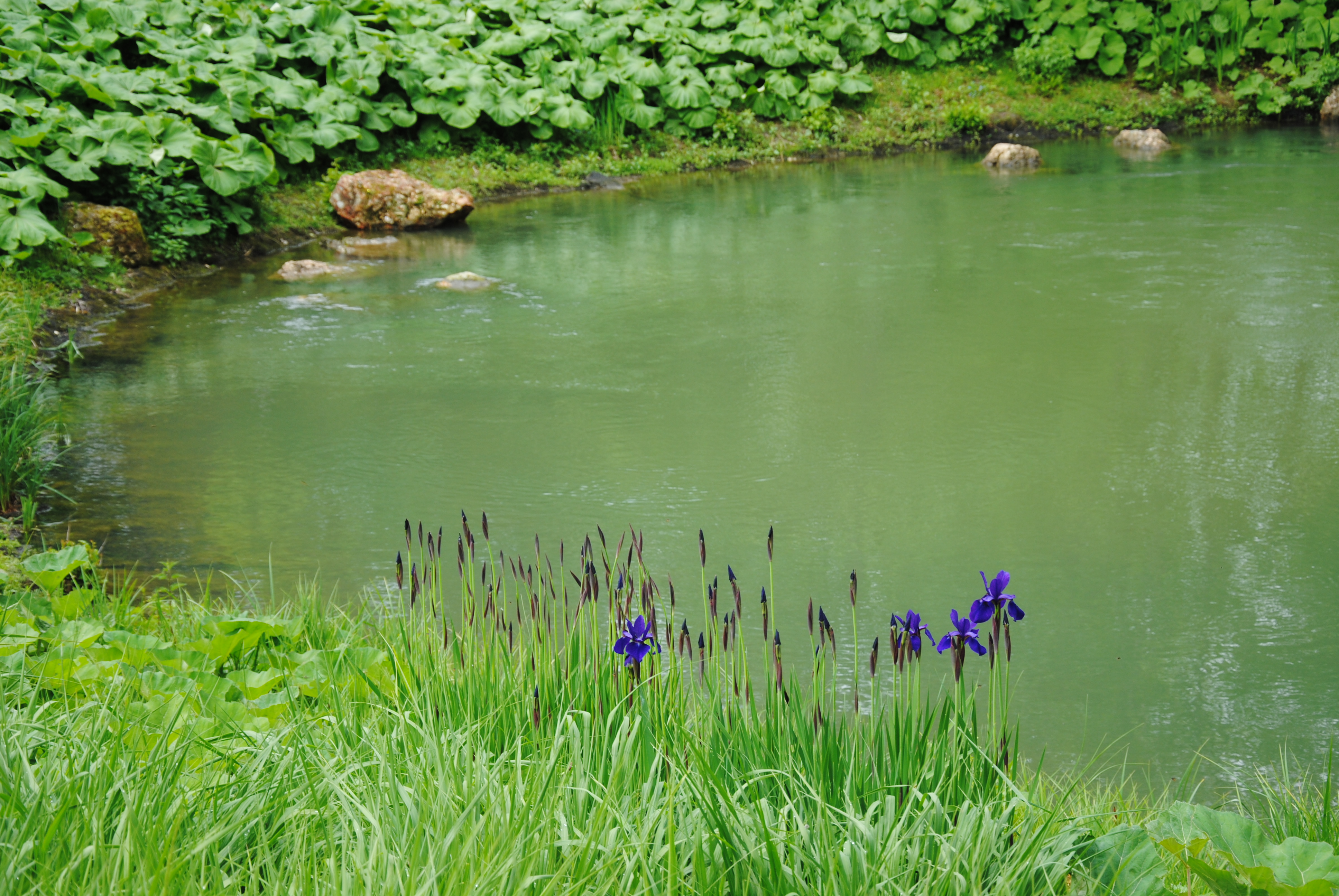 La source du Loiret